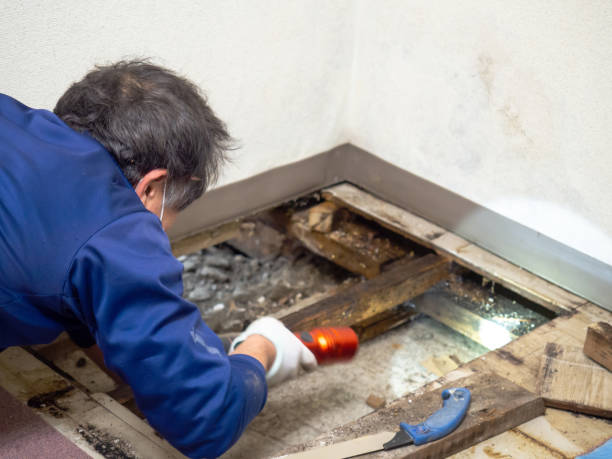 Best Kitchen Mold Remediation in Emmitsburg, MD