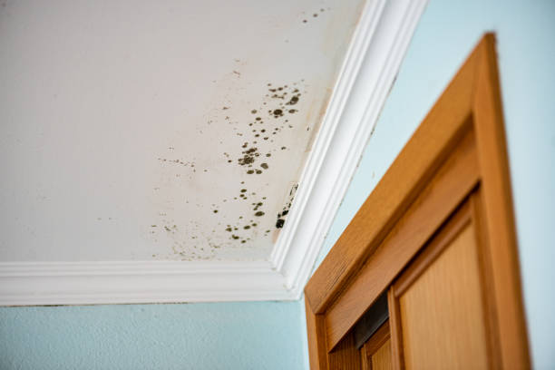 Best HVAC Mold Remediation in Emmitsburg, MD